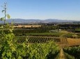 Full-Day Martinborough Guided Wine-Tasting Tour with Lunch