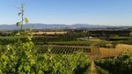 Full-Day Martinborough Guided Wine-Tasting Tour with Lunch