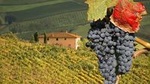 Truffle and Brunello Sommelier Vip Experience in Tuscany Lands from Rome