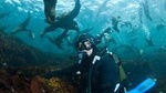 Snorkeling with Seals and Cape Peninsula Full-Day Private Tour