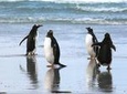 Gentoo Penguins at Berthas Beach Guided Tour from Stanley
