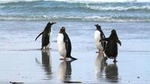Gentoo Penguins at Berthas Beach Guided Tour from Stanley