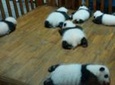 Giant Panda Hometown and Taoist Mountain Discovery From Chengdu