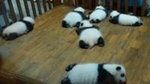 Giant Panda Hometown and Taoist Mountain Discovery From Chengdu