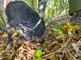 Guided Truffle Hunt Istria