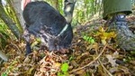 Guided Truffle Hunt Istria