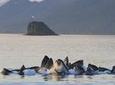 Juneau Whale Watching Tour