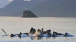 Juneau Whale Watching Tour