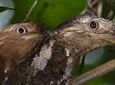 Kerala Bird Watching Tour