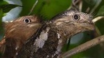 Kerala Bird Watching Tour