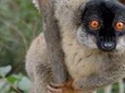 Lemur Day Tour at Andasibe Rainforest and Vakona Lodge Reserve