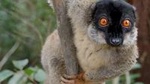 Lemur Day Tour at Andasibe Rainforest and Vakona Lodge Reserve