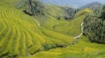 Longji Rice Terrace -- 1 Day Trip