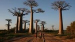 Morondava Day Tour to Kirindy Park and Baobab Avenue