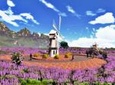 One day honeymoon tour in Oriental Provence lavender manor and Mutianyu Great Wall