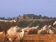 Montepulciano and Pienza Tuscany Wine&Cheese Fullday from Rome