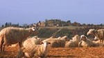 Montepulciano and Pienza Tuscany Wine&Cheese Fullday from Rome