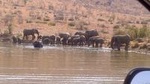 Pilanesberg National Park Full-Day Tour from Johannesburg