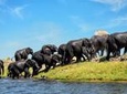 Private Game Drive and Chobe River Cruise