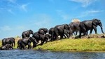 Private Game Drive and Chobe River Cruise