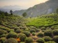 Private Hangzhou Tea Plantation Tour from Shanghai