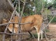 Private Ox Cart Ride and Local village Experience from Siem Reap