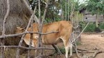 Private Ox Cart Ride and Local village Experience from Siem Reap