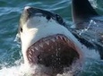 From Cape Town: Shark Cage Diving Private Boat Tour to Gansbaai