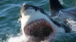 From Cape Town: Shark Cage Diving Private Boat Tour to Gansbaai