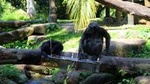 Private Tour: Singapore Nature Touch Tour