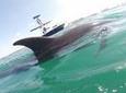 Private Wild Dolphin Encounter in Puerto Vallarta