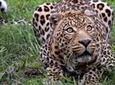 Private Safari Tour to Aquila Private Game Reserve excluding Entrance Fees