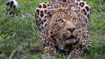 Private Safari Tour to Aquila Private Game Reserve excluding Entrance Fees