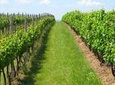 Guided Private Wine Tour with Tasting and Lunch