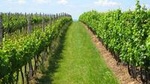 Guided Private Wine Tour with Tasting and Lunch