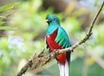 San Gerardo de Dota and Savegre river bird watching and nature guided cloud forest tour at Talamanca