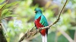 San Gerardo de Dota and Savegre river bird watching and nature guided cloud forest tour at Talamanca