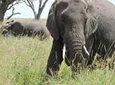 Serengeti 2-Day Safari from Mwanza
