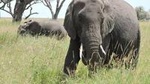 Serengeti 2-Day Safari from Mwanza