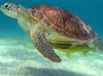 Half-Day Sea Turtle and Cenote Snorkeling Tour from Cancun & Riviera Maya