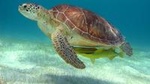 Half-Day Sea Turtle and Cenote Snorkeling Tour from Cancun & Riviera Maya