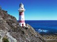 Martinborough Wine and Wild Coast Tour from Wellington