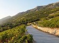 Wine Lover's Tour of Peljesac Peninsula