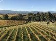 Winter Wine Gourmet and Scenic Pleasures of Marlborough: Group Tour