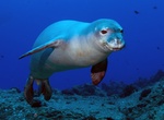 See a Hawaiian Monk Seal