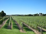 Wine Tasting in North Fork, Suffolk County, New York