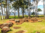 Visit Kukaniloko Birth Site, Oʻahu, Hawaii