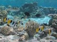 Bora Bora: Morning or Afternoon Snorkeling Cruise