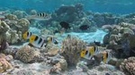 Bora Bora: Morning or Afternoon Snorkeling Cruise
