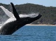 Hervey Bay Ultimate Whale Watching Cruise